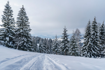 Beautiful winter landscape. Dense mountain forest with tall dark green spruce trees, path in white clean deep snow on bright frosty winter day.