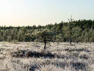 beautiful landscape with swamps and lakes early in the morning, land covered with frost, beautiful reflections of the swamp lake