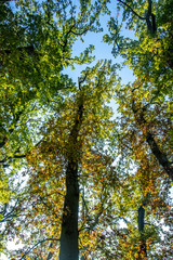 Herbstwald 