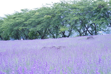 八木崎公園のラベンダー畑7