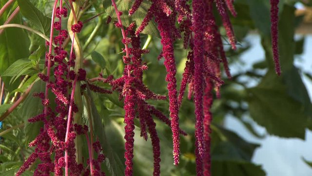 Steady, medium close up shot of love-lies-bleeding plants (Amaranthus caudatus).
