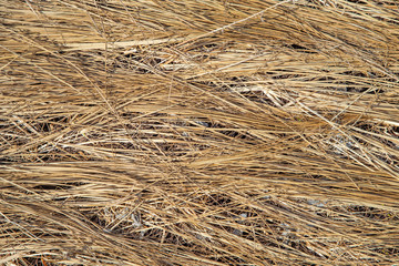 Dry grass background