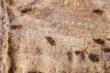 Bees swarming on vintage textile background..