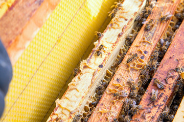 Open hive showing the bees swarming on a honeycomb..