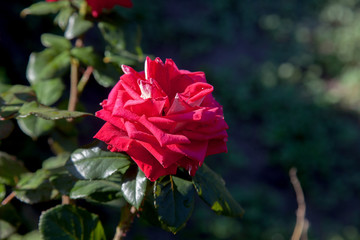 Beautiful rose bush growing in the garden.