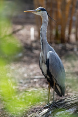 Grey Heron