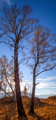Obraz premium Autumn birch on the background of blue sky