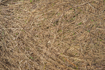 Dry grass background. Dry bevelled hay close-up.