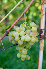 Bunch of green grapes in the garden