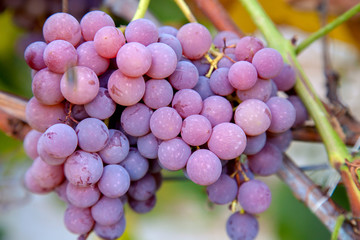 Bunch of grapes with pink and green berries in the garden.