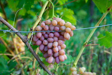 Bunch of pink grapes with big berries in the garden.
