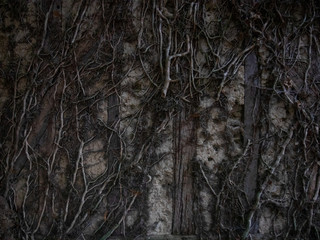 Fototapeta na wymiar House wall covert with roots