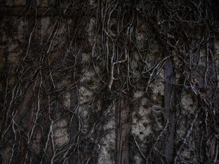Obraz na płótnie Canvas House wall covert with roots