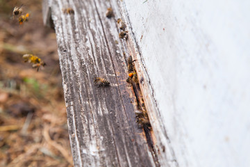 Swarming bees at the entrance of white beehive in apiary..