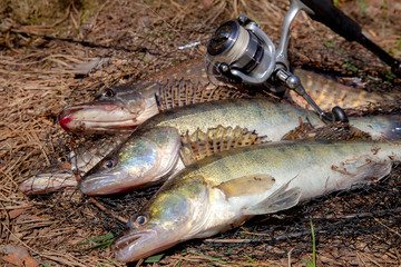 Freshwater zander and pike fish. Two freshwater zander and pike fish, fishing equipment lies on round keepnet with fishery catch in it..