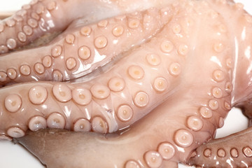 Raw Octopus. Isolated on a white background. Macro.