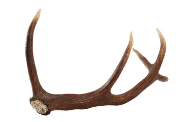 Obraz na płótnie Canvas Red deer antler. Isolated on a white background.