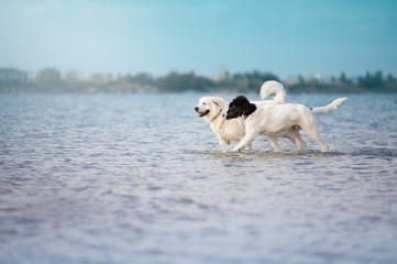 landseer water work rescue dog