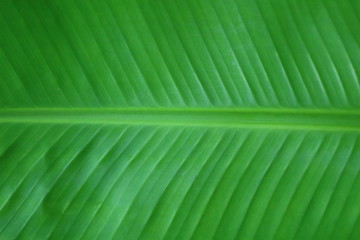 closeup texture of green banana leaf 