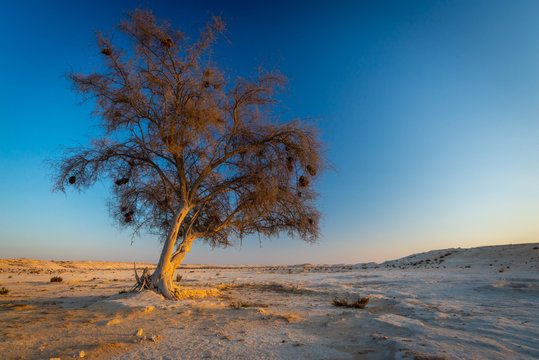 One ghaf tree at sunset in the Qatar desert