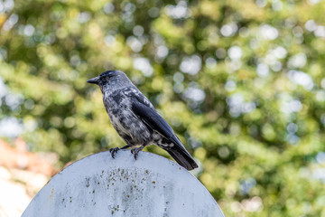 Jackdaw bird sits on the road sign.