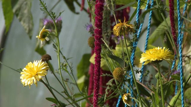 Steady, medium close up shot of yellow daisies, red amaranth tassels, blue rope and purple wild flowers, A colorful shot.
