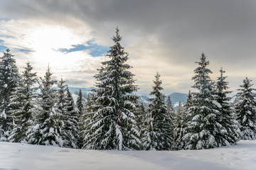 Fototapeta na wymiar winter landscape in the forest
