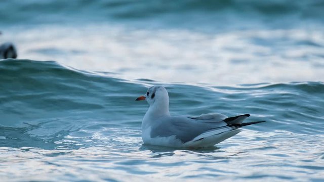 close up of seagull on the autumn sea beach	
