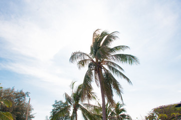 Fototapeta na wymiar palm tree and blue sky