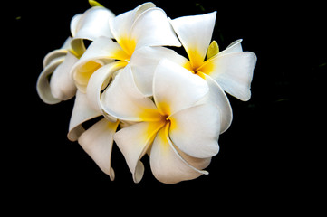 flower isolated on white background/white frangipani flower