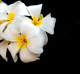 Naklejka na ściany i meble white lily flower isolated on black background/white frangipani flower