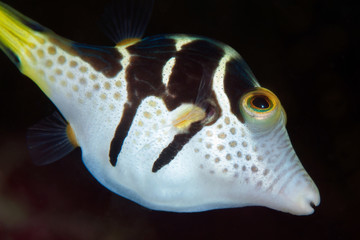 Black Saddled Pufferfish or Toby. Philippines, underwater photography.
