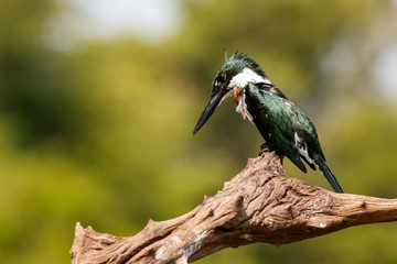 Close up of Amazon Kingfisher perched on a dead tree branch looking for prey, Pantanal Wetlands, Mato Grosso, Brazil