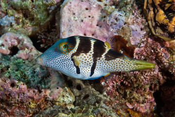 Naklejka na ściany i meble Black Saddled Pufferfish or Toby. Philippines, underwater photography.