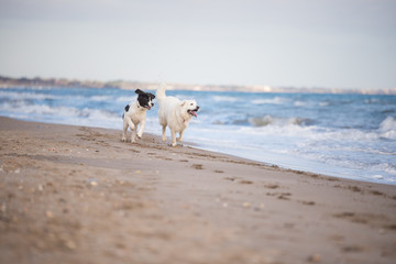 landseer water work rescue dog