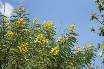 Cassia flower