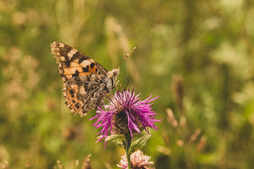 butterfly close-up merges with vegetation, blurred background