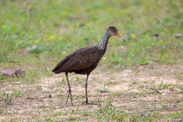 Side view of a Limpkin foraging on grassy ground, Pantanal Wetlands, Mato Grosso, Brazil