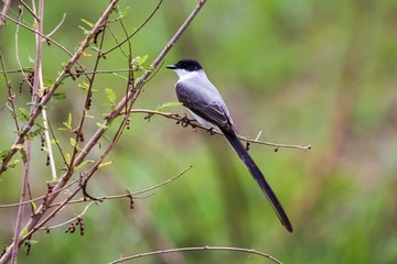 Fototapeta premium Elegant Fork-tailed Flycatcher perched on a tiny branch against green defocused background, Pantanal Wetlands, Mato Grosso, Brazil