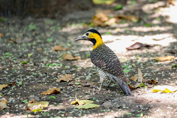 Colorful Campo Flicker searching for food in forest shadow, Pantanal Wetlands, Mato Grosso, Brazil