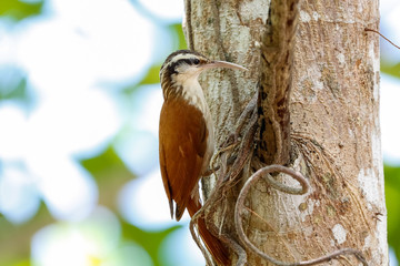 Close up of a Narrow-billed Woodcreeper sitting at a tree trunk against defocused background, Pantanal Wetlands, Mato Grosso, Brazil