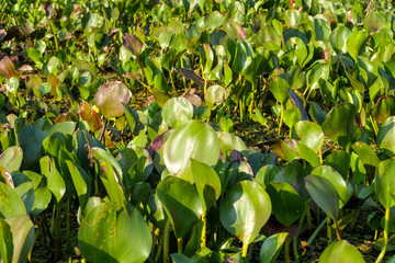 Fototapeta premium Close up of a bed of Water Hyacinths in a river, sunny day, Pantanal Wetlands, Mato Grosso, Brazil