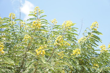 Obraz premium Cassia flower
