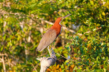 Rufuscent Tiger Heron on a branch in sunlight against natural background, Pantanal Wetlands, Mato Grosso, Brazil