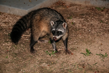 Crab eating Racoon looking to camera, Pantanal Wetlands, Mato Grosso, Brazil