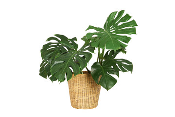 Home plant monstera in straw basket flowerpot isolated on white background.