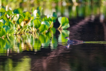 Sungrebe swims on reflecting water towards water hyacinths, Pantanal Wetlands, Mato Grosso, Brazil