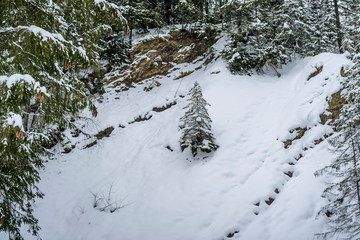 Beautiful small spruce covered with snow   grows on a cliff over the precipice .
