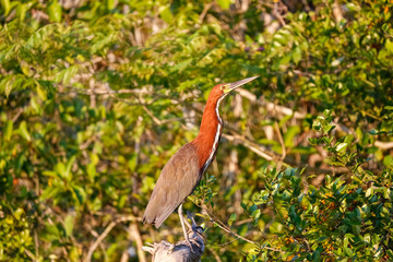Rufuscent Tiger Heron on a branch in sunlight against natural background, Pantanal Wetlands, Mato Grosso, Brazil