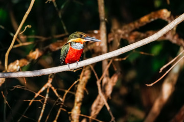 Close up of a Green-and-rufous Kingfisher perched on a branch, looking for prey, Pantanal Wetlands, Mato Grosso, Brazil